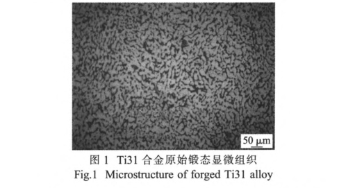 Ti31合金原始鍛態顯微組織